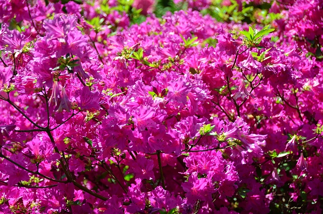 18 05 14_4647.JPG - BOURNEMOUTH CENTRAL GARDENS - 18.5.14